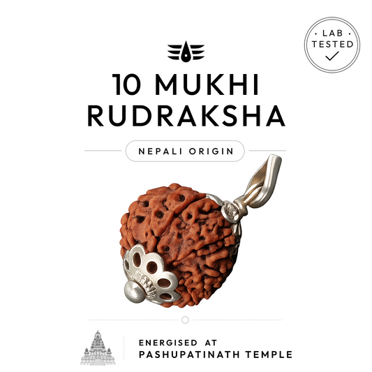 Buy 10 Mukhi Nepali Rudraksha | 100% Original & Energised