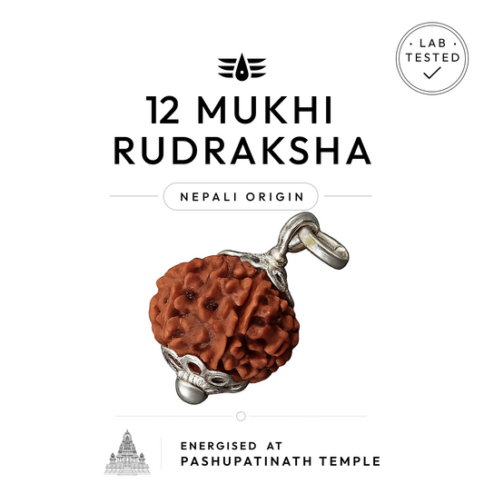 Buy 12 Mukhi Nepali Rudraksha | 100% Original & Energised