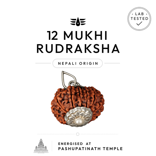 Buy 13 Mukhi Nepali Rudraksha | 100% Original & Energised