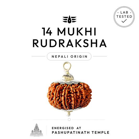 Buy 14 Mukhi Nepali Rudraksha | 100% Original & Energised