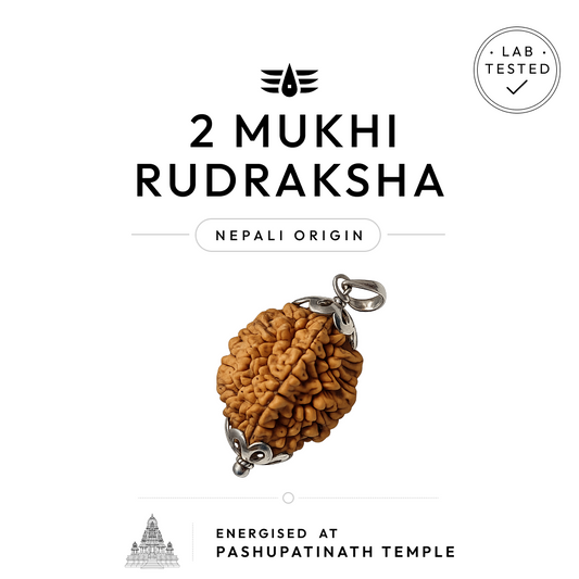 Buy 2 Mukhi Nepali Rudraksha | 100% Original & Energised