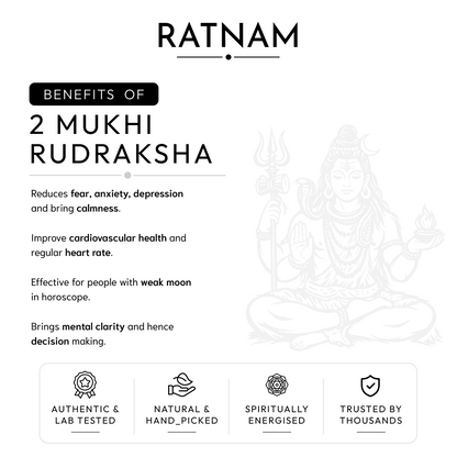 Buy 2 Mukhi Nepali Rudraksha | 100% Original & Energised