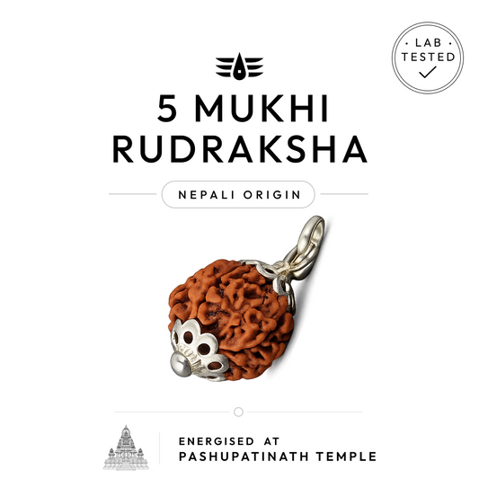 Buy 5 Mukhi Nepali Rudraksha | 100% Original & Energised