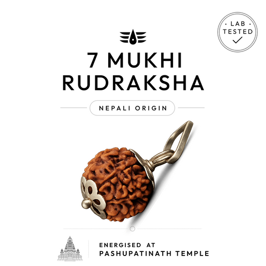 Buy 7 Mukhi Nepali Rudraksha | 100% Original & Energised