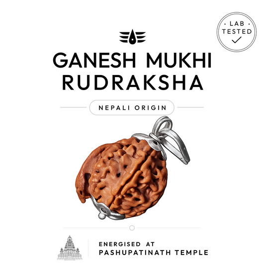 Buy Ganesh Mukhi Rudraksha | 100% Original & Energised
