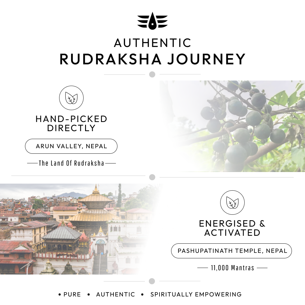 Garbh Gauri Rudraksha | 100% Original & Energised