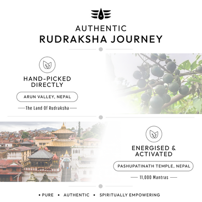Garbh Gauri Rudraksha | 100% Original & Energised
